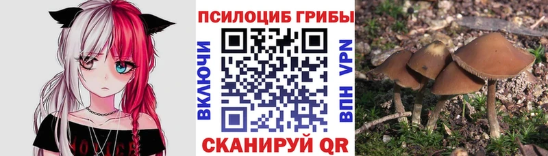 Псилоцибиновые грибы Cubensis  Западная Двина 